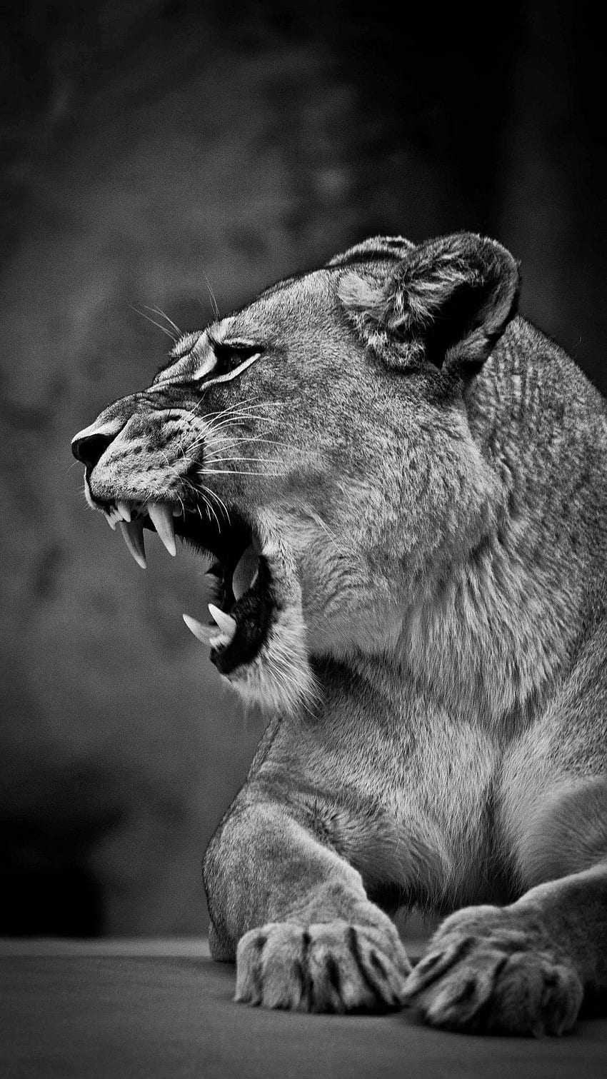 Löwin . Löwe, Löwin, Tiere HD-Handy-Hintergrundbild