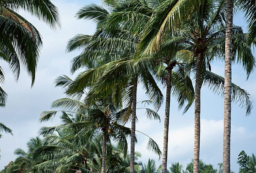 Fronds Tag : ต้นไม้ธรรมชาติ Tropical Avenue Fronds Palm วอลล์เปเปอร์ HD