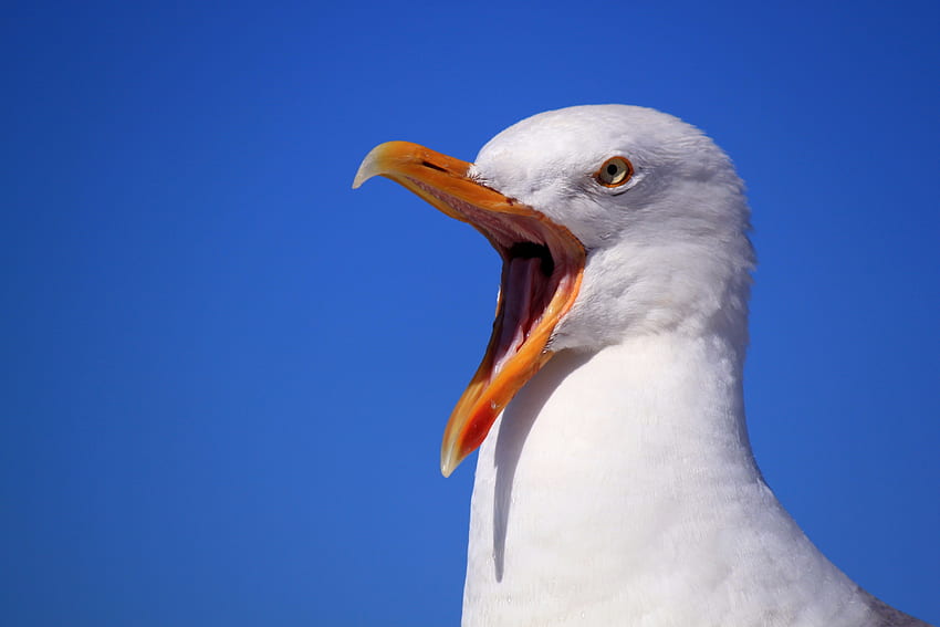 Animals, Bird, Beak, Gull, Seagull, Scream, Cry HD wallpaper