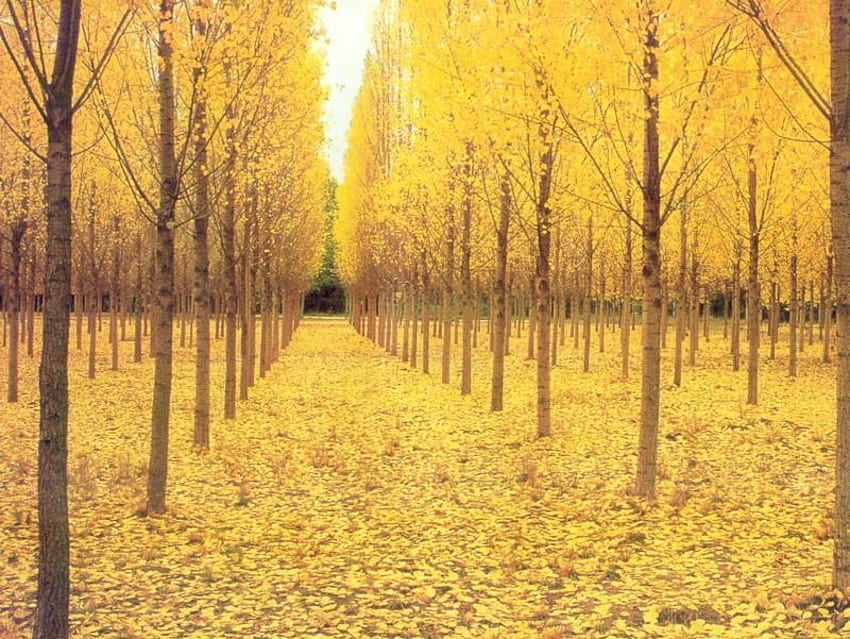 Autumn Gold, trees, autumn, leaves, gold HD wallpaper