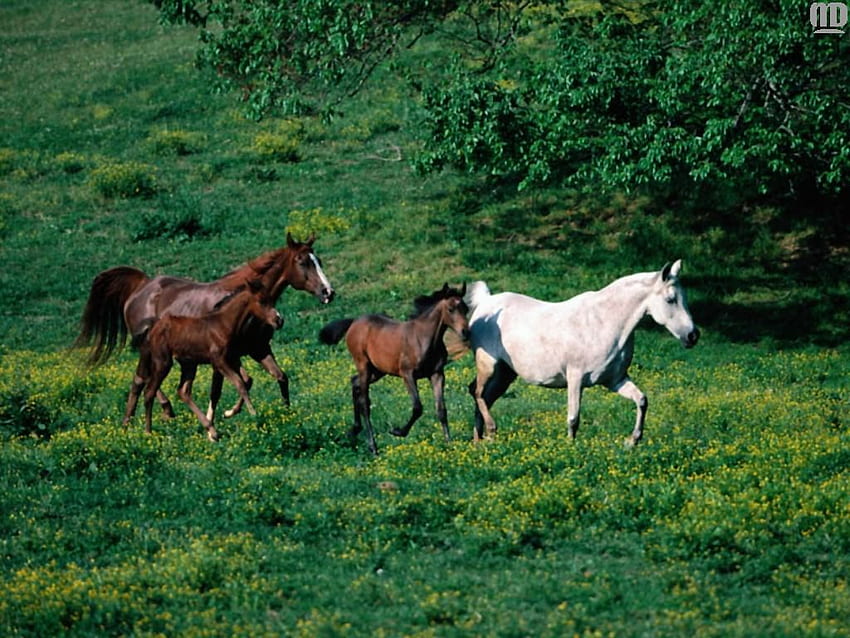 Caballos, animal, caballo, cavalo fondo de pantalla