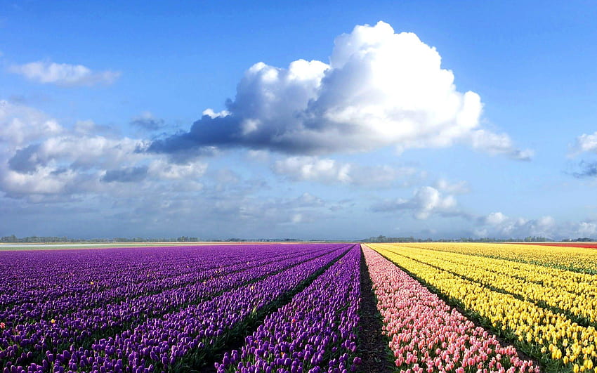 Not sure where this is.but it reminds me of the tulip fields in Portland Oregon. Beautiful!. Beautiful landscapes, Field , Purple flowers, Holland Landscape HD wallpaper