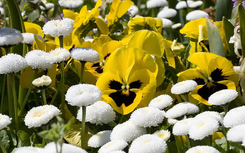 Żółte fiołki, wiosna, fiołki, pole, białe kwiaty Tapeta HD