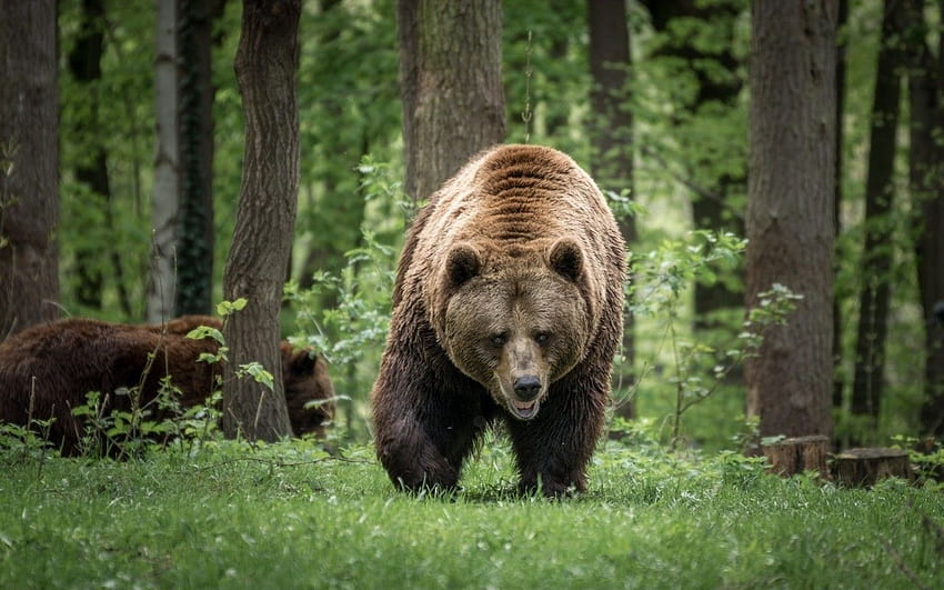 Orso Famiglia, Foresta, Camminare, Predatore, Fauna Selvatica, 1280 X 800 Fauna Selvatica Sfondo HD