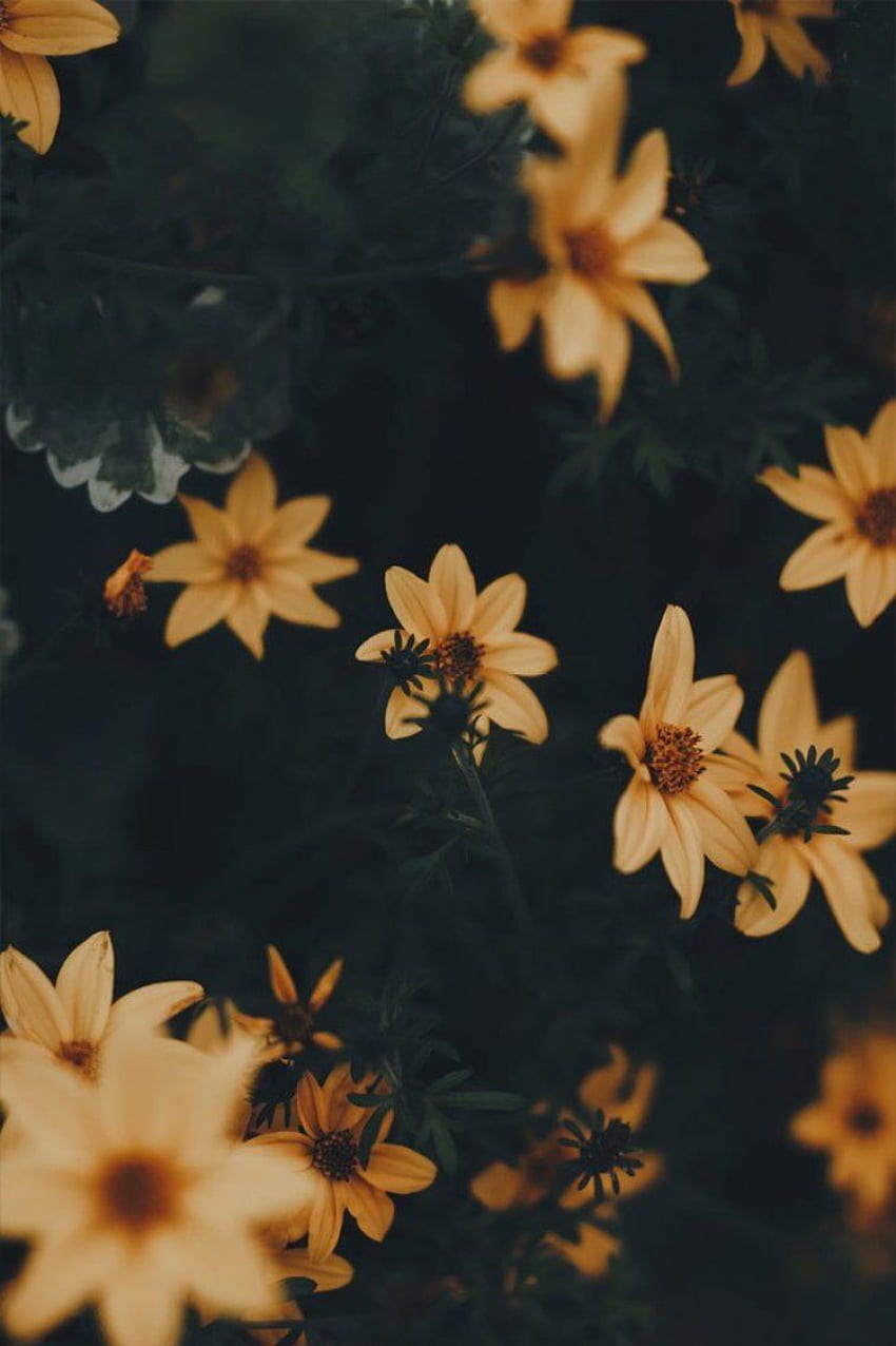 Ładne żółte dzikie stokrotki - 45 pomysłów na iPhone'a z pięknymi kwiatami Tapeta na telefon HD