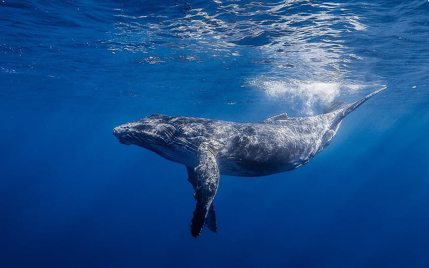 ปลาวาฬสีน้ำเงิน วอลล์เปเปอร์ HD
