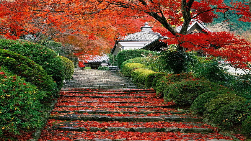 Japão, Paisagem, Outono, Cerejeiras, Escadas, Folhas, Paisagem Japonesa papel de parede HD
