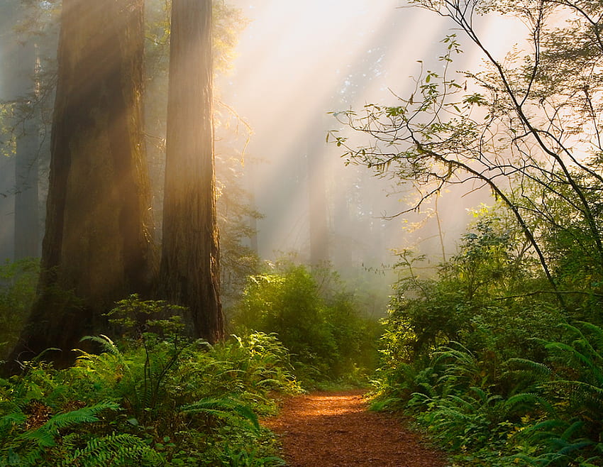 Ponto brilhante, caminho, nebuloso, sol, floresta, samambaia, árvore papel de parede HD