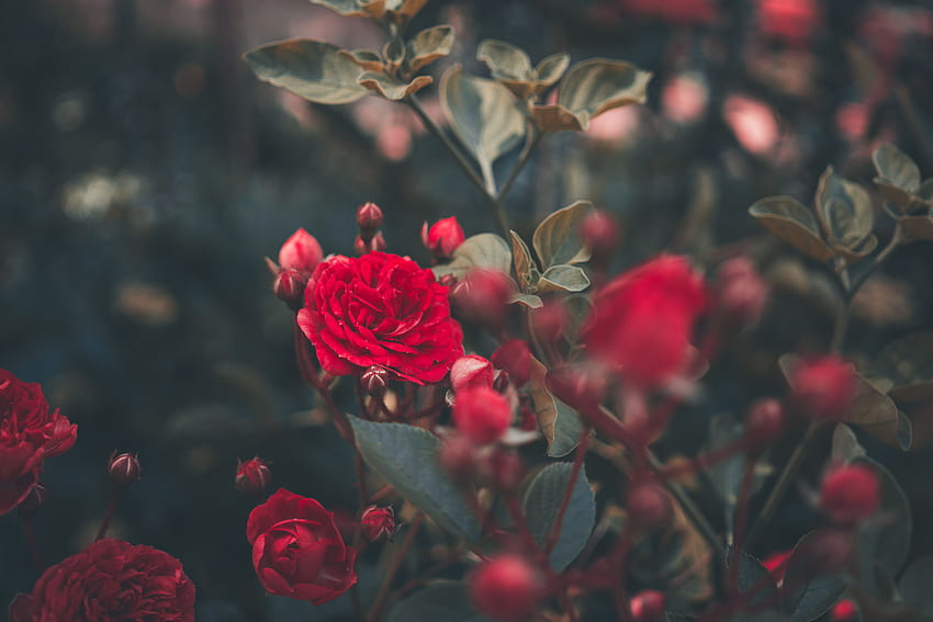 Flowers, Bush, Rose Flower, Rose, Bud, Garden HD wallpaper