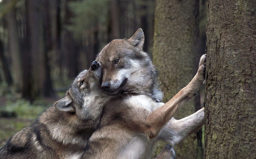 Lobos enamorados - . , , Amor Lobo fondo de pantalla | Pxfuel