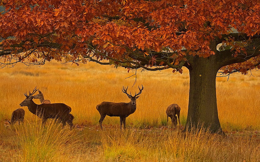 Richmond Park, deers, grass, tree, autumn, London HD wallpaper