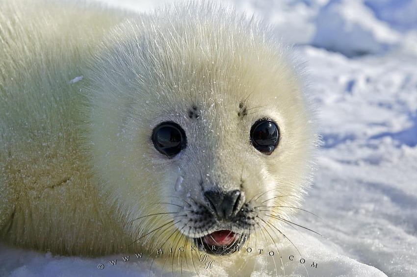background: Cute Baby Seal Pup, Baby Harp Seal HD wallpaper
