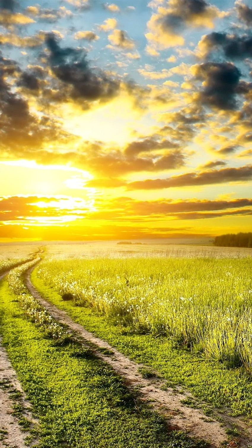 Early Summer, Sunrise, Meadow, Grass, Road, Sky, Clouds IPhone 8 7 6 6S , Background HD phone wallpaper