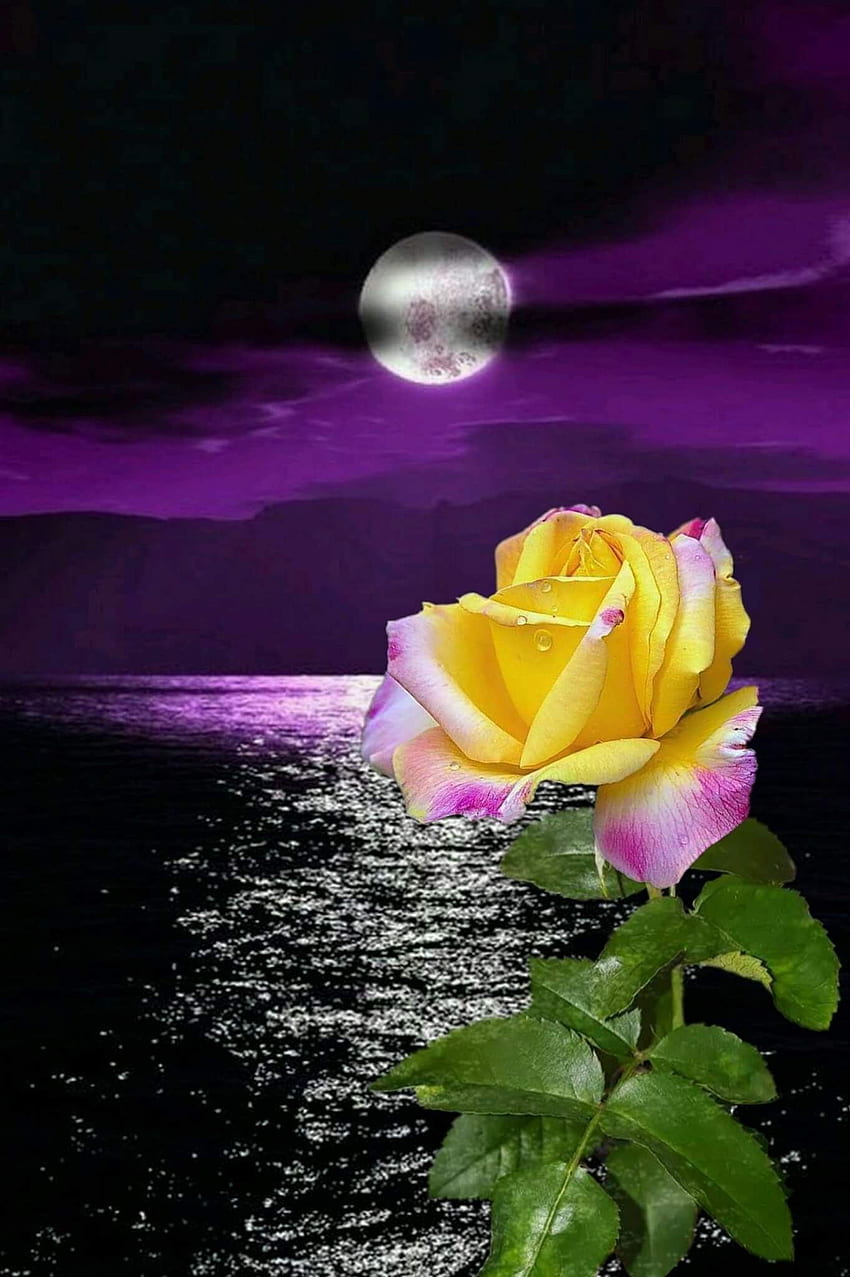 Good night beautiful rose HD wallpapers | Pxfuel