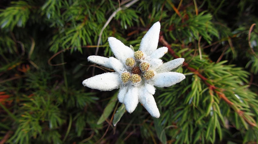 The Edelweiss And Its Meaning. German Language Blog HD wallpaper