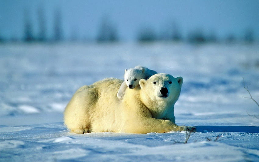 Tiere, Schnee, Jung, Paar, Paar, Bär, Fürsorge, Joey, Eisbär HD-Hintergrundbild