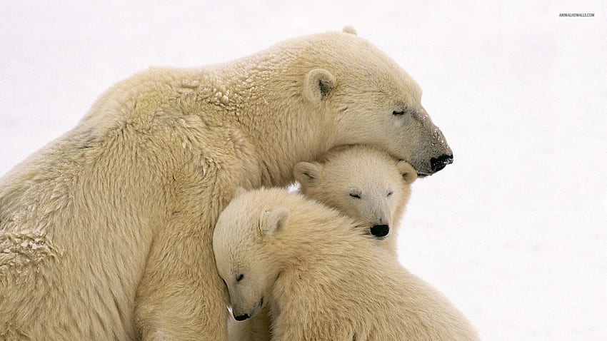 Cachorros de oso polar abrazando a la madre, oso carnívoro, círculo polar ártico, Ursus maritimus, especies hermanas del oso pardo fondo de pantalla