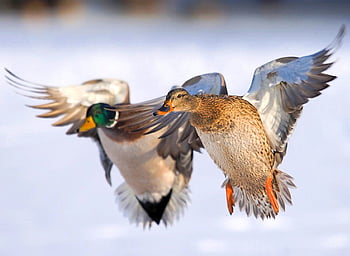 Flying Ducks by Mulberry Home HD phone wallpaper | Pxfuel