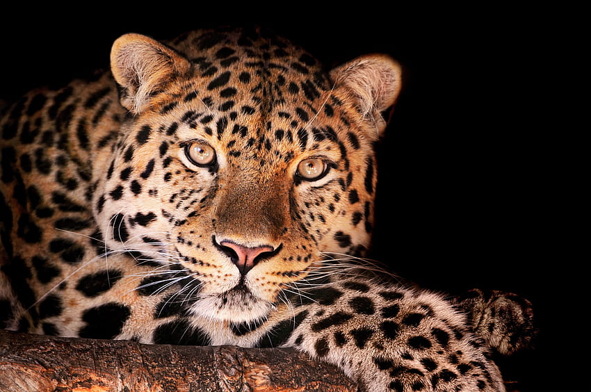 Animals, Dark, Leopard, Muzzle, Spotted, Spotty HD wallpaper