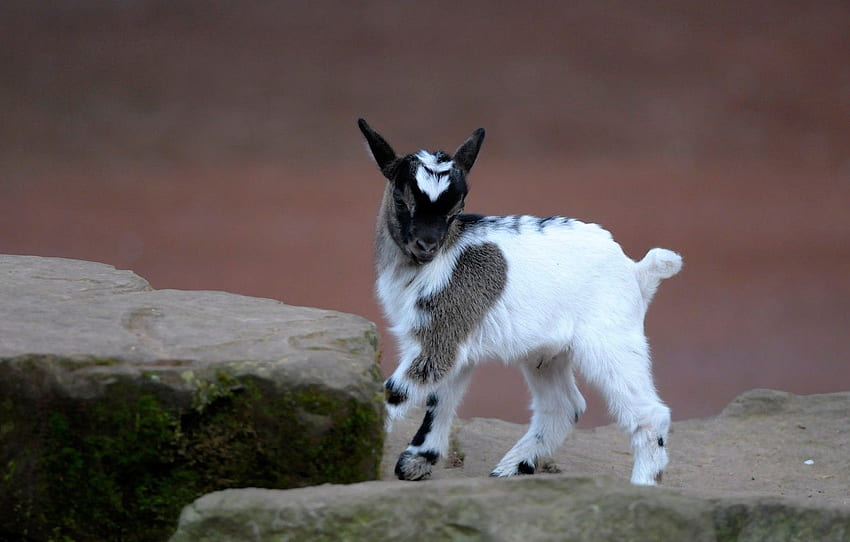 White, Pose, Stones, Background, Baby - Goat, Cute Baby Goat HD wallpaper