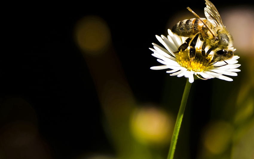 ดอกไม้ มาโคร แมลง ผึ้ง การผสมเกสร วอลล์เปเปอร์ HD