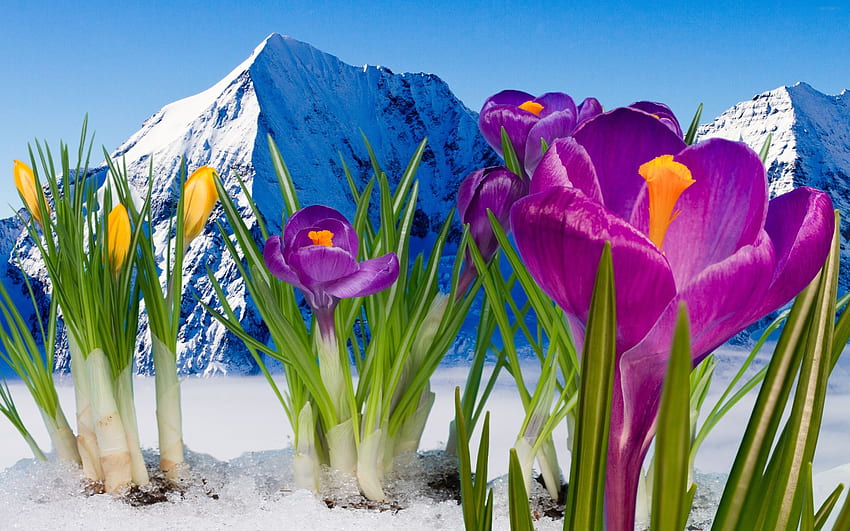 Primi segni di primavera, paesaggio, petali, boccioli, neve, montagne, crochi Sfondo HD