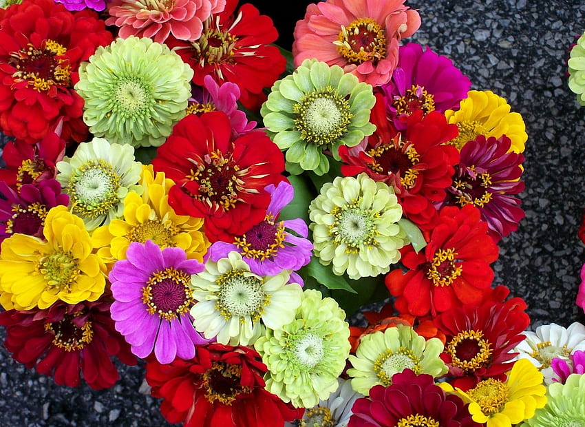 Flowers, Bright, Colorful, Different, Zinnias, Cincinnati HD wallpaper