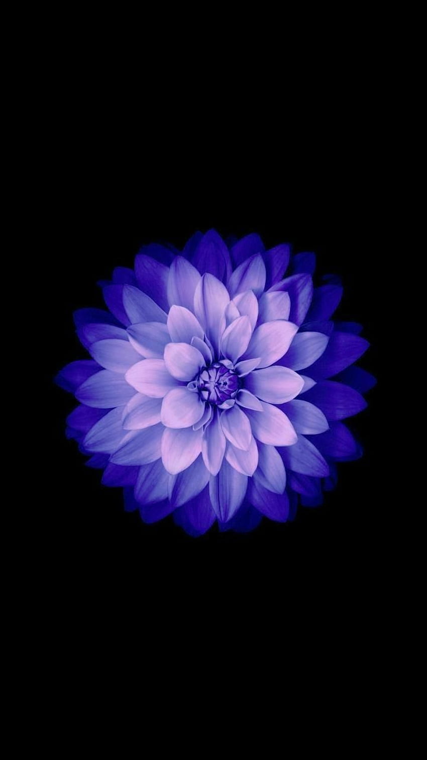 schöne Blumen . Blume iphone, Blume Telefon, Blume, Blume des Lebens iPhone HD-Handy-Hintergrundbild
