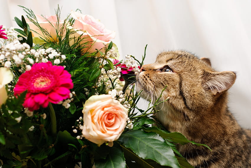 Animals, Flowers, Cat, Bouquet, To Sniff, Smell HD wallpaper