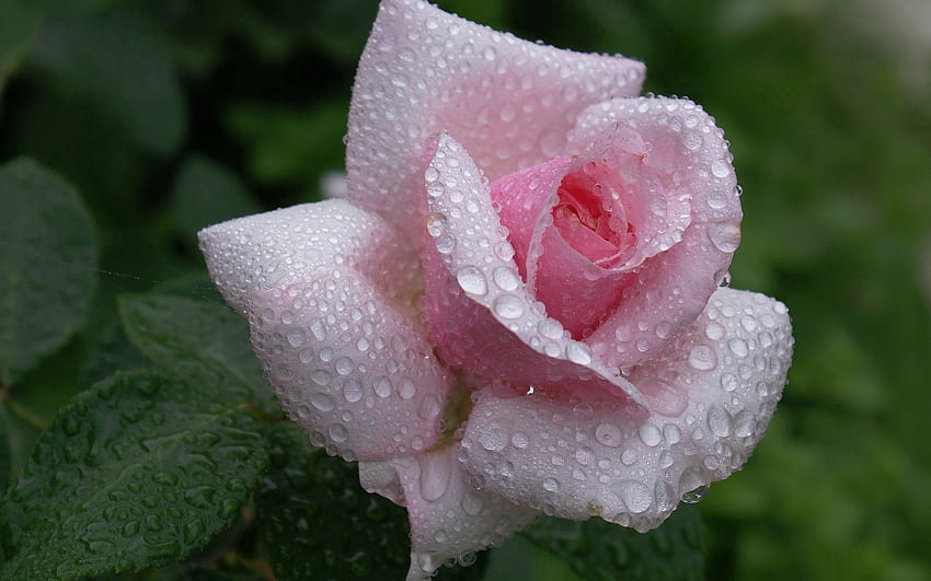 Fiori, foglie, pioggia, gocce, fiore, fiore di rosa, rosa, germoglio, splendidamente, è bello Sfondo HD