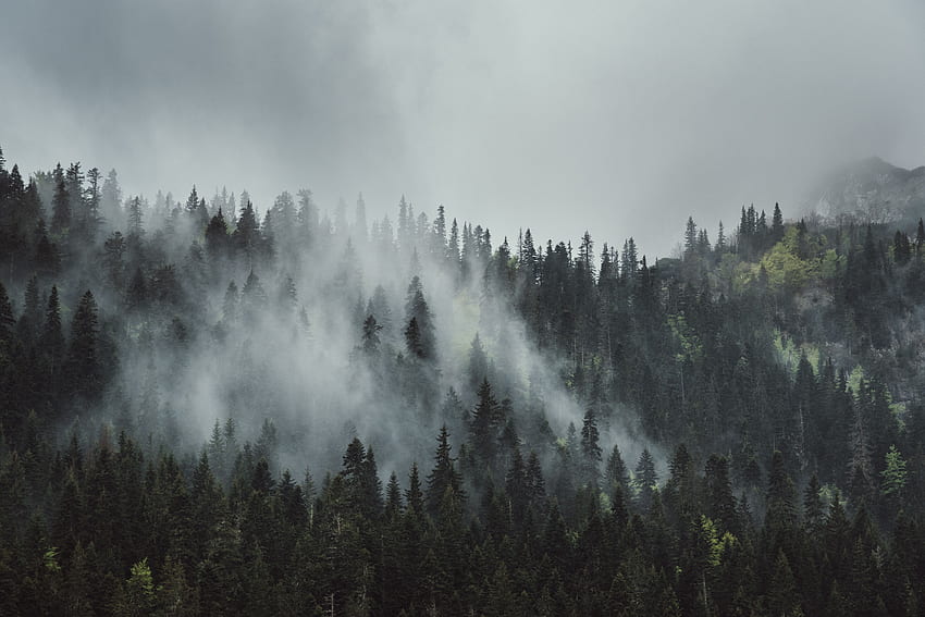Nature, Trees, Mountains, Top, Forest, Fog, Crown, Tops, Crowns HD wallpaper