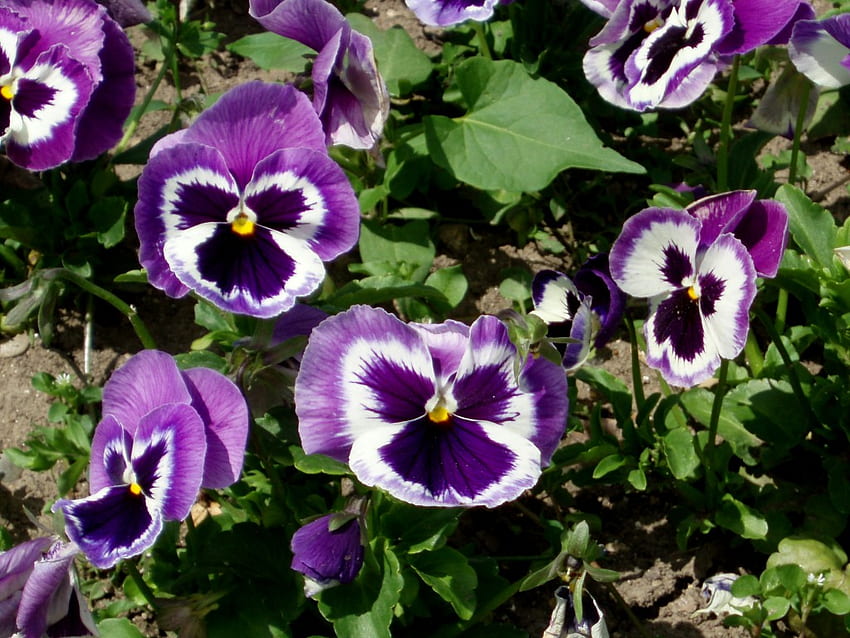 Delta violets, purple, garden, violet, flower HD wallpaper