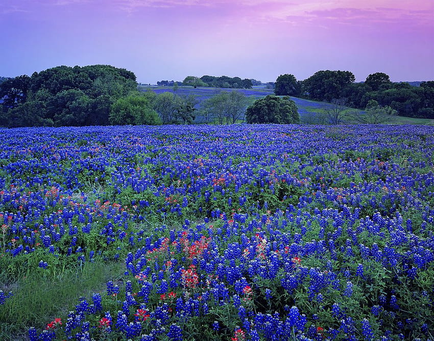 Texas Bluebonnets , Earth, HQ Texas Bluebonnets . 2019, Texas Coast HD wallpaper