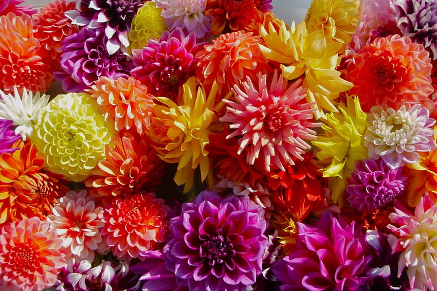 Dahlia, Dahlia, oranye, pink, bunga, kuning, merah, alam, bunga Wallpaper HD