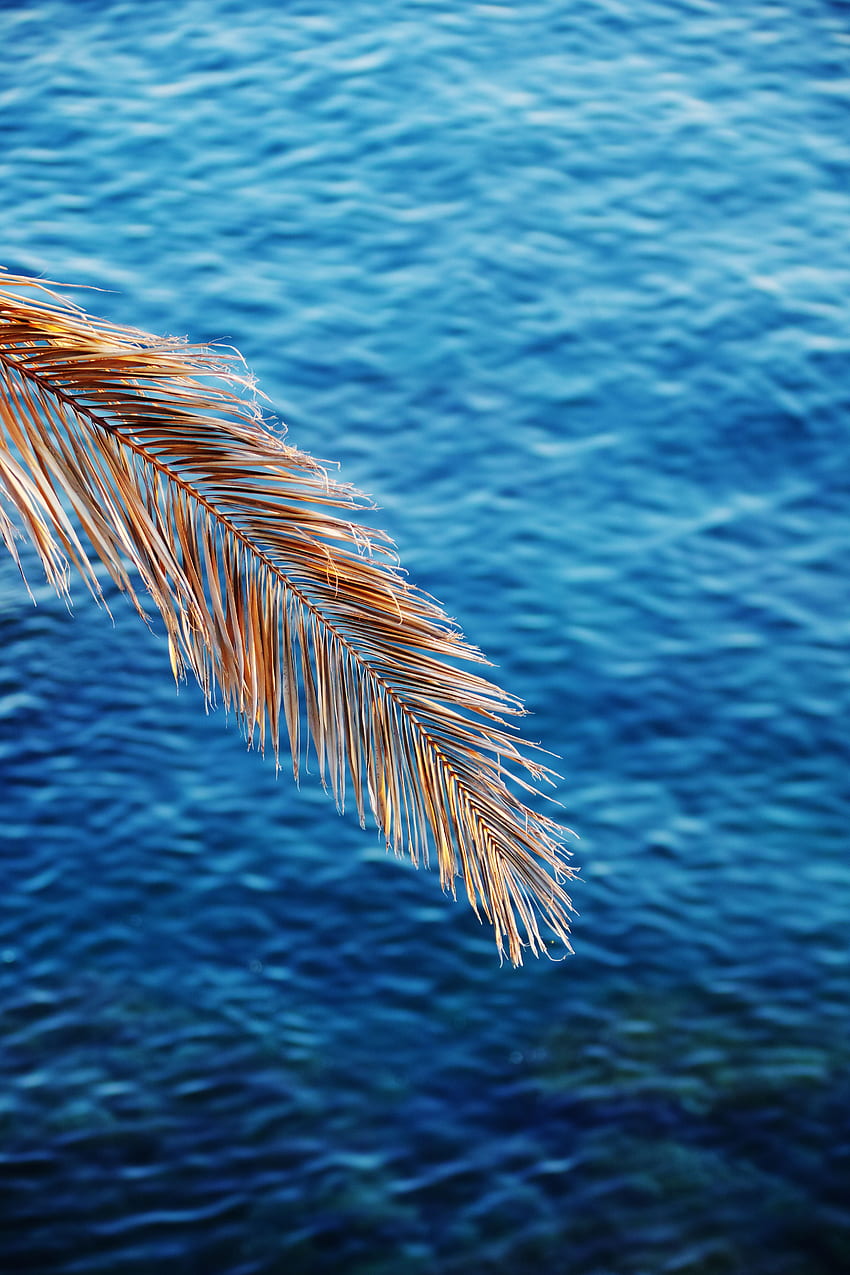 Sea, Minimalism, Blur, Smooth, Branch, Dry HD phone wallpaper
