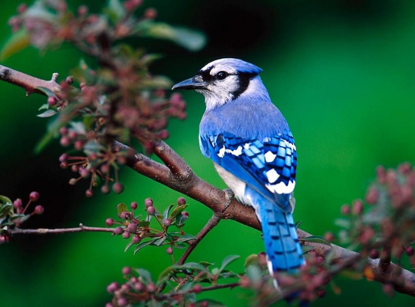BLUE JAY, Blätter, Gliedmaßen, Federn, Blau HD-Hintergrundbild