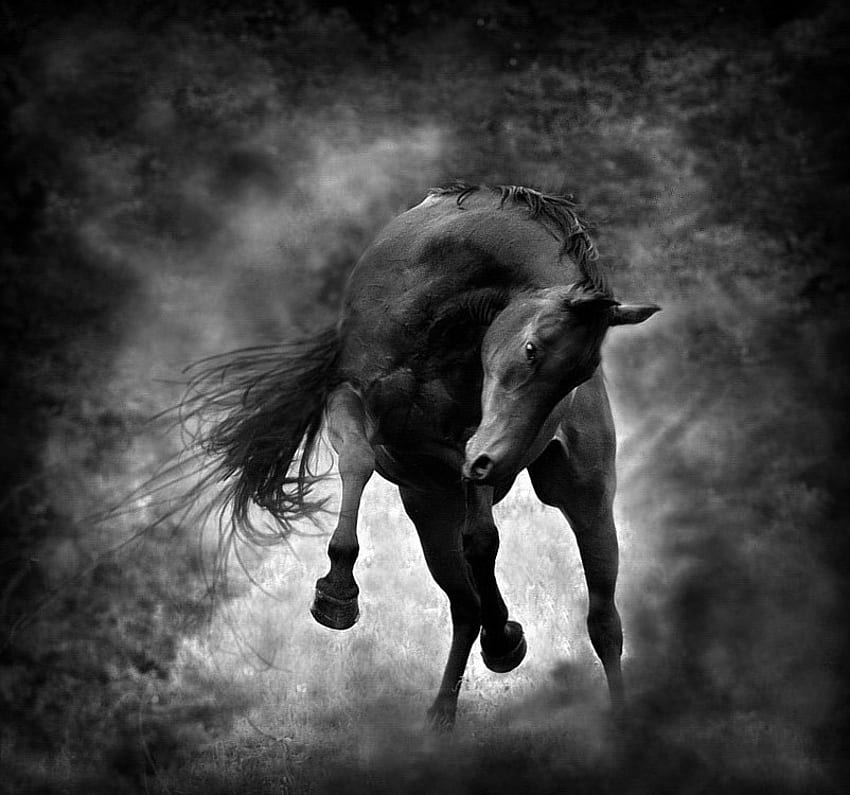Kuda hitam untuk Dark Knight, kuda, hitam, ksatria, cantik, gelap Wallpaper HD