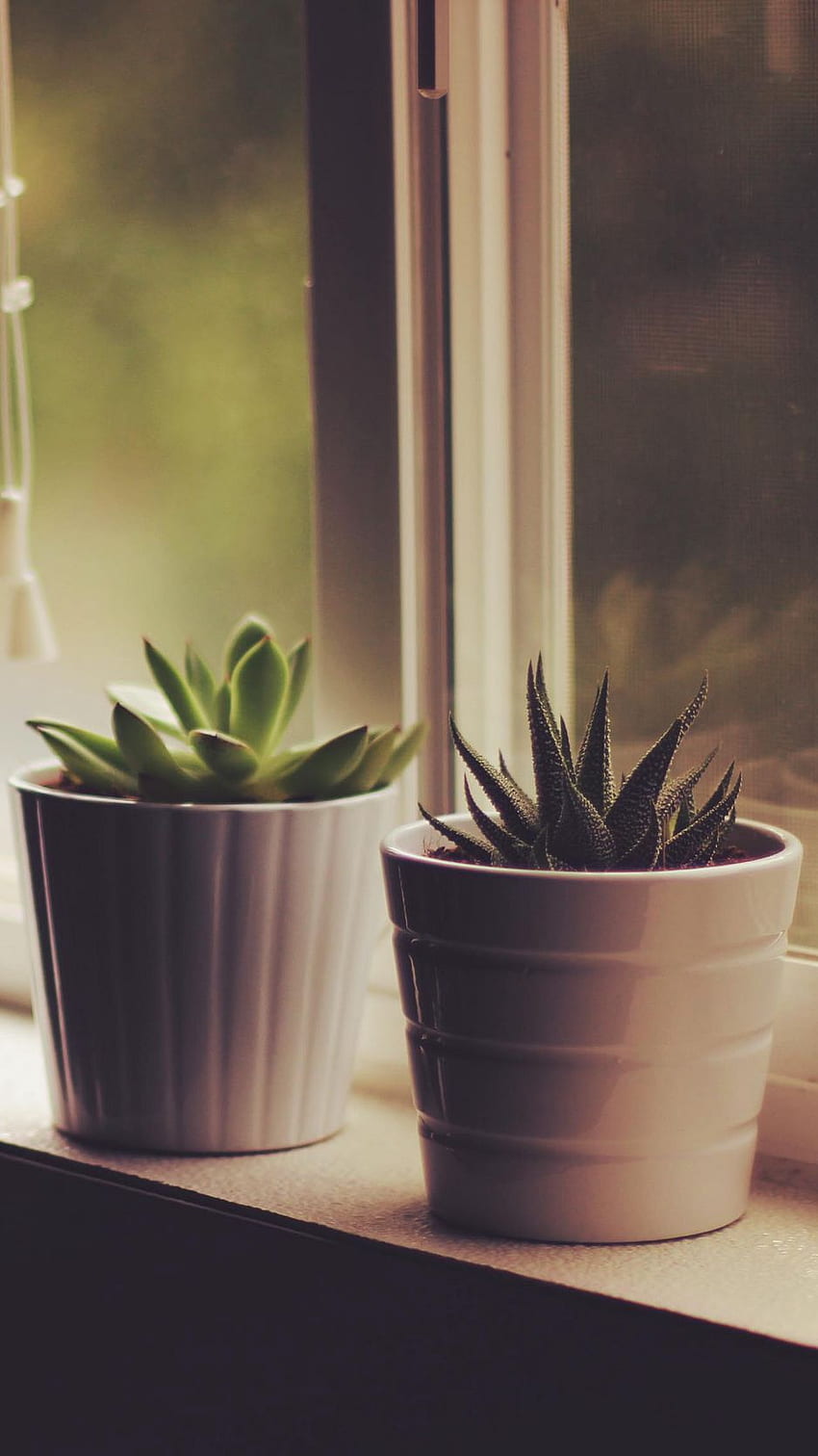 Macetas, alféizar de la ventana, plantas de interior - iPhone Pot Plant - -, plantas de interior fondo de pantalla del teléfono