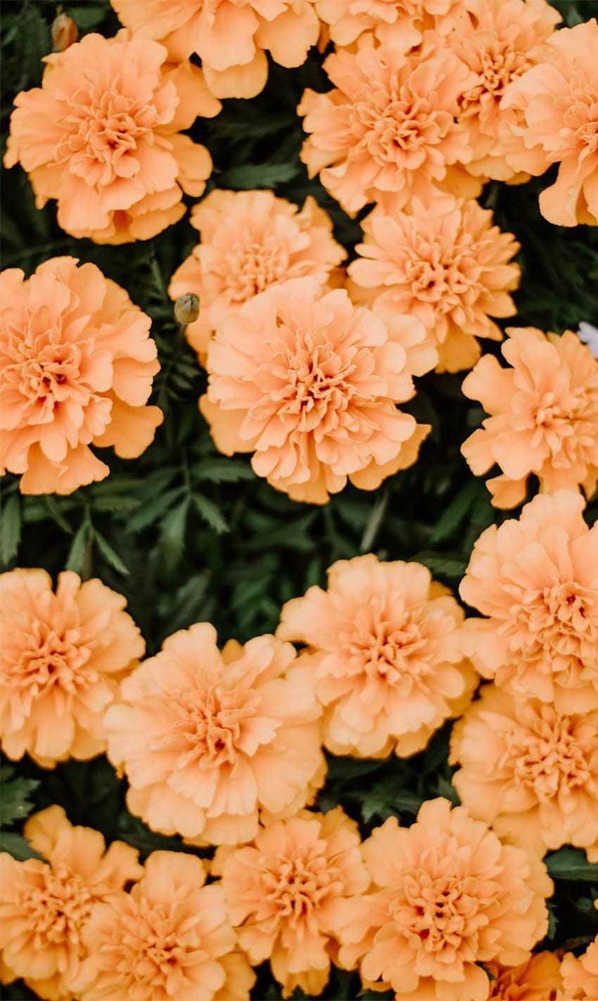 Beautiful flower iphone ideas , Orange peach, Summer Floral HD phone wallpaper
