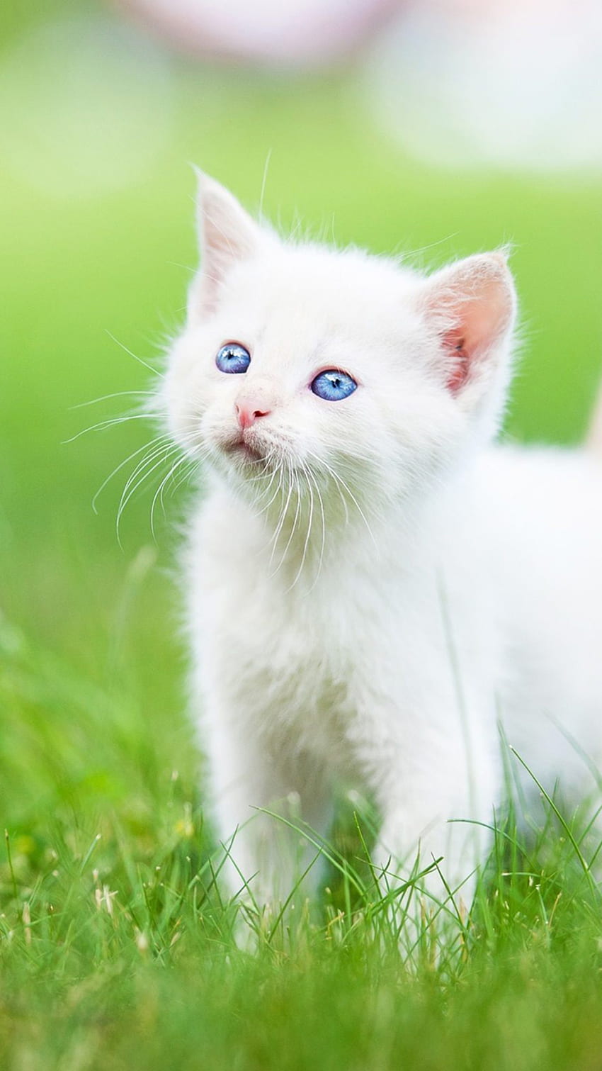 İran (Yavru Kedi, Çimen, Beyaz) Kedisi HD telefon duvar kağıdı