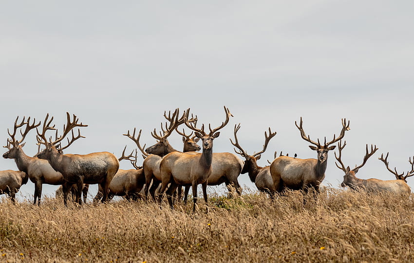 Animals, herd, deer HD wallpaper