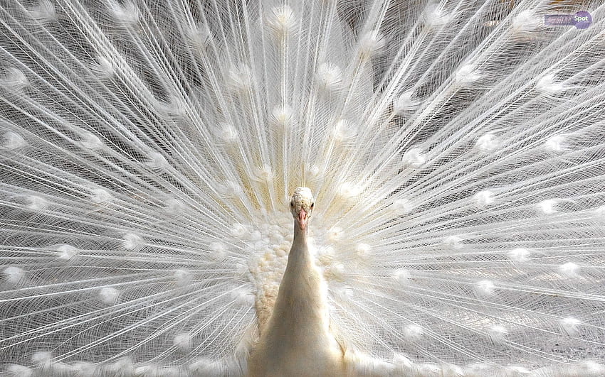 Peacock, White Peacock HD wallpaper | Pxfuel