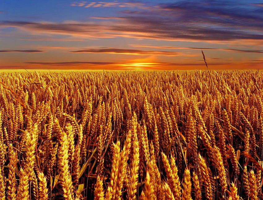 Felder aus Gold, Strahlen, golden, Glühen, Wiese, schön, Gold, schön, Feld, Weizen, Wolken, Natur, Himmel, erstaunlich, schön, Sonnenuntergang HD-Hintergrundbild