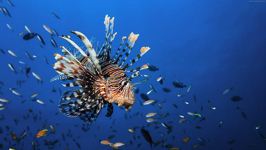 Lionfish Underwater Meilleurs sites de plongée k Fond d'écran HD