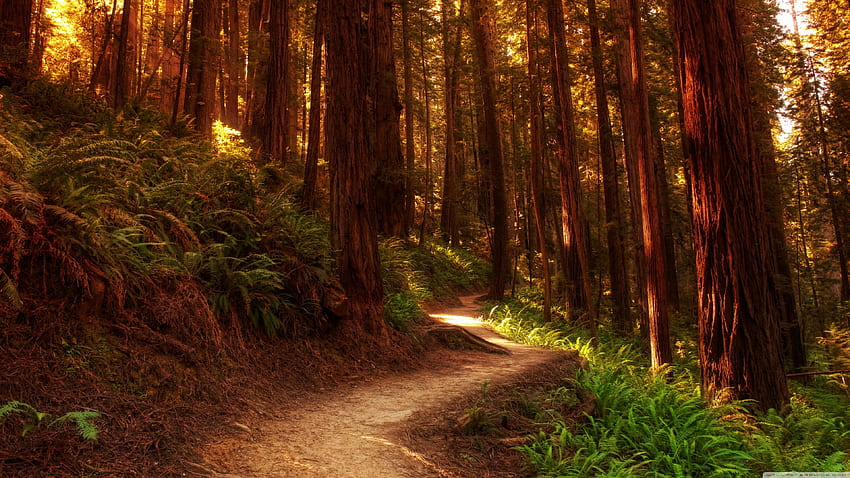 Road Forest Nature Scenery, Redwood Forest Scenic HD wallpaper