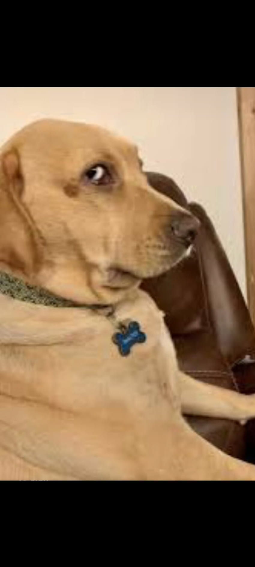 Dog Meme Judgeing Eyes, wredny Tapeta na telefon HD