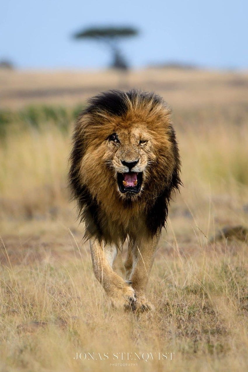 Scarface the Legend of the Masai Mara - Lions of Africa - Big on Wild - บล็อกและกราฟิคสัตว์ป่า วันสิงโตโลก สิงโตแอฟริกา สิงโต มาไซมารา วอลล์เปเปอร์โทรศัพท์ HD