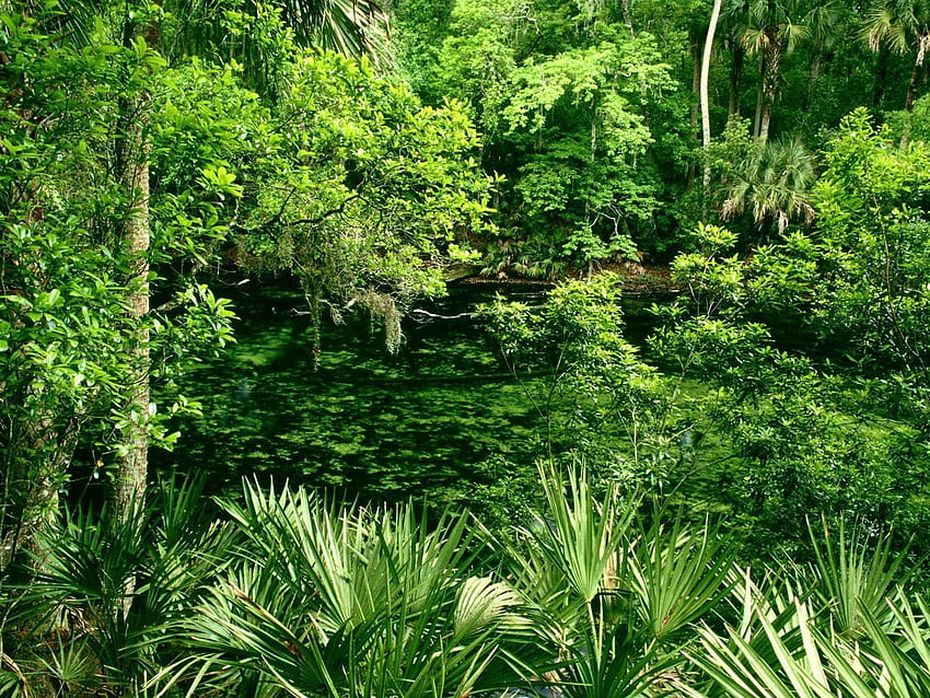 Natur, Wasser, Bäume, Wald, Vegetation HD-Hintergrundbild