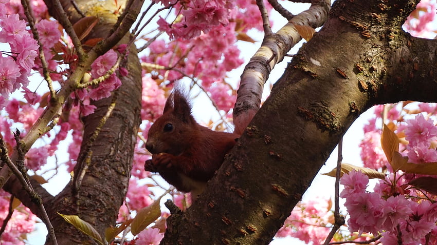 Черешови цветове и посетител, розово, пролет, дърво, катерица HD тапет