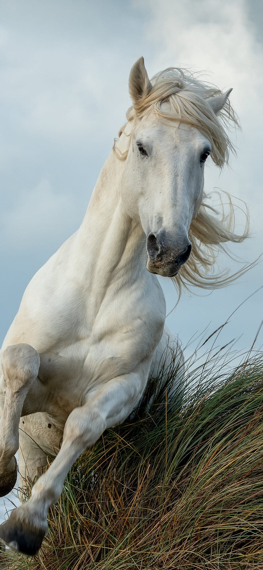 White horse, run, animal , iphone x, , background, 26277, Beautiful White  Horse HD phone wallpaper | Pxfuel